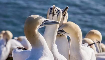 开云esports-法甲焦点：裁判判罚引发争议，裁判最新规则